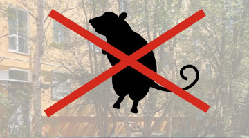 Внимание! Сплошная дератизация в г. Апатиты в  период с 20 сентября по 10 октября 2024 года